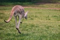 Close up view of brown kangaroo jumping atf Lone Koala Sanctuary Royalty Free Stock Photo