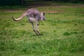 Close up view of brown kangaroo jumping at Lone Koala Sanctuary