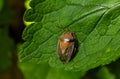 Close-up view of a brown shield bug resting on a green leaf in a natural setting during daylight Royalty Free Stock Photo