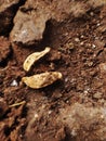 Close up view of brown soil. Royalty Free Stock Photo