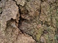 Close up view of the brown surface texture of the ground on a cliff with cracks Royalty Free Stock Photo