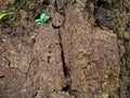 Close up view of the brown surface texture of the ground on a cliff with cracks Royalty Free Stock Photo