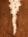 Close up view of brown and white cow fur, real genuine hair text Royalty Free Stock Photo