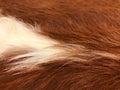 Close up view of brown and white cow fur, real genuine hair text Royalty Free Stock Photo