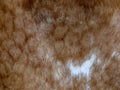 A close-up view of a brown and white cowhide texture. Spotted cowhide as background. The skin of a cow Royalty Free Stock Photo