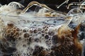 Close up view of bubbles rising in a glass of beer, Create a series of abstract pieces inspired by the steam and aroma of brewing Royalty Free Stock Photo