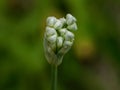 Garlic Chive flower Royalty Free Stock Photo