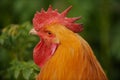 Close up view of a buff orpington chicken walking through the grass