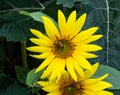 Close up view of bug soldier beetle on the disc florets of sunflower Royalty Free Stock Photo