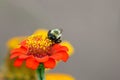 Close up view of Bumble bee on a red Zinnia flower with shallow depth of field