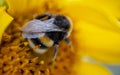 A close-up view of a bumblebee from behind, with folded wings, collecting pollen from a sunflower flower Royalty Free Stock Photo