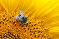 Close up view on a bumblebee, collecting nectar on the sunflower Royalty Free Stock Photo