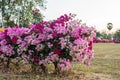 A close-up view of a bunch of beautiful red-pink bougainvillea flowers lining Royalty Free Stock Photo
