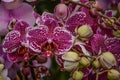 A Close Up of Beautiful Orchids