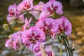 A Close Up of Beautiful Orchids