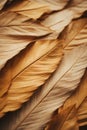 a close up view of a bunch of brown feathers