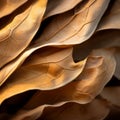 a close up view of a bunch of brown leaves