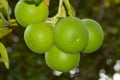 Close Up View A Bunch Of Citrus Maxima Or Pomelo Fruits Hanging On Tree Royalty Free Stock Photo