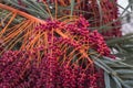 Date palm tree fruits