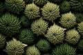 A close-up view of a bunch of green plants. This image can be used to depict nature, gardening, or environmental themes