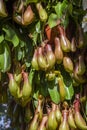 Close up the view of bunch of Nepenthes Pitcher plant