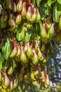 Close up the view of bunch of Nepenthes Pitcher plant Royalty Free Stock Photo