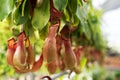 Close up view of bunch of Nepenthes Pitcher plant Royalty Free Stock Photo