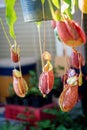 Close up view of bunch of Nepenthes Pitcher plant in the garden. Nepenthes tree Insect eating tree That grows Royalty Free Stock Photo