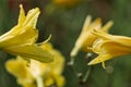 Close-up view of a bunch ofbeautiful nature yellow alamanda flowers with blurry and soft focused floral background at garden Royalty Free Stock Photo