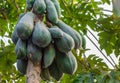 Close up view of a bunch of papaya fruits inside of a home garden