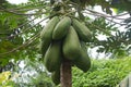 A bunch of papaya fruits on the tree in the garden in the morning