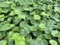 Close up view of a bunch of pennyworth plants growing on the ground Royalty Free Stock Photo