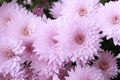 Close up view of a bunch of pink chrysanthemum flowers Royalty Free Stock Photo