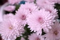 Close up view of a bunch of pink chrysanthemum flowers Royalty Free Stock Photo