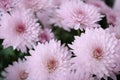 Close up view of a bunch of pink chrysanthemum flowers Royalty Free Stock Photo