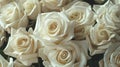 Close-Up of White Roses Royalty Free Stock Photo