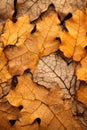 a close up view of a bunch of yellow oak leaves