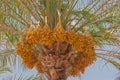 Bunches of Arabian Dates on a Palm Tree