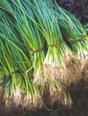 close-up view of bunches of fresh green Royalty Free Stock Photo