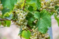 Close-up view of bunches of green grapes hanging from the plant at the vineyard Royalty Free Stock Photo