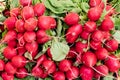 Close up view of bunches of organic radishes