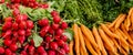 Close up view of bunches of organic radishes and carrots