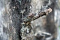 A close-up view of the burned tree trunk Royalty Free Stock Photo