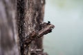 A close-up view of the burned tree trunk Royalty Free Stock Photo