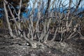 Close-up view of burnt trees after a forest fire