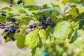 Close up view of bush of black currant berries.