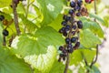 Close up view of bush of ripe blackcurrant on sunny summer day. Royalty Free Stock Photo