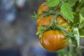 Close up view of bush of ripe red tomato fruits. Gardening in greenhouse. Royalty Free Stock Photo