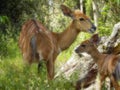 Bushbuck with baby