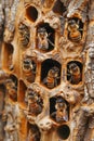 Close Up View of Busy Honeybees at Work in Hexagonal Combs of a Natural Beehive on Tree Bark